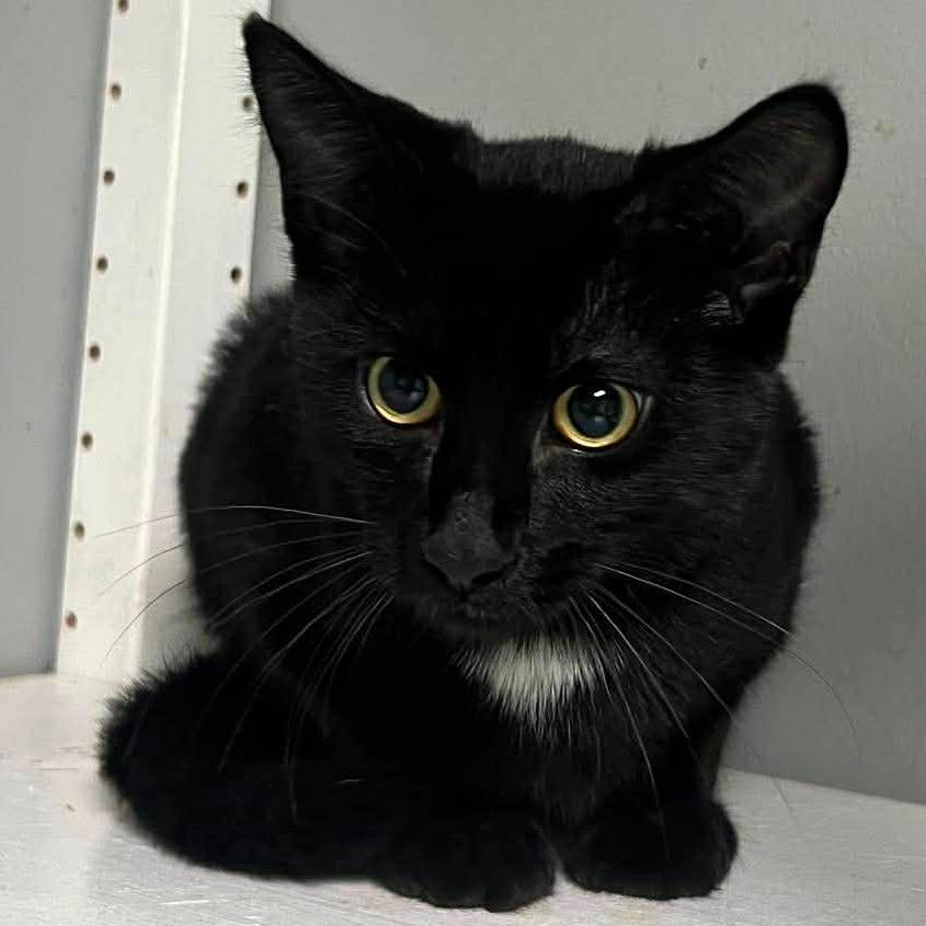 Enlarge Clover, a Adoptable Domestic Short Hair in Shawnee, KS image 5/6