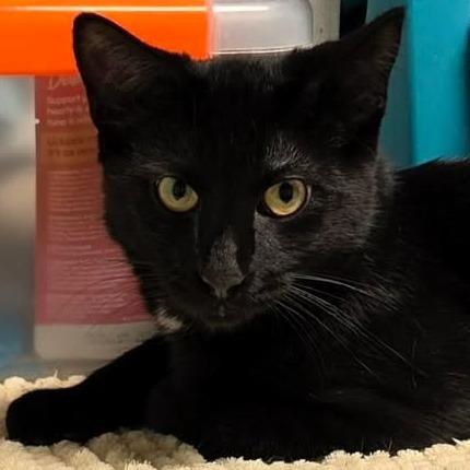 Enlarge Clover, a Adoptable Domestic Short Hair in Shawnee, KS image 6/6