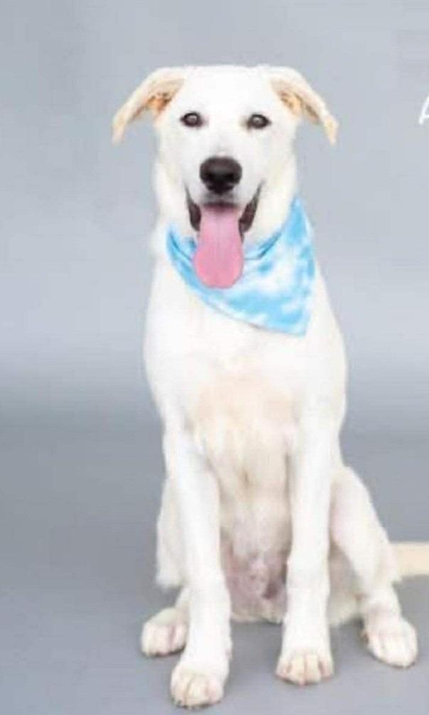 Loki $475, Adoptable, Young Male Labrador Retriever & Golden Retriever.