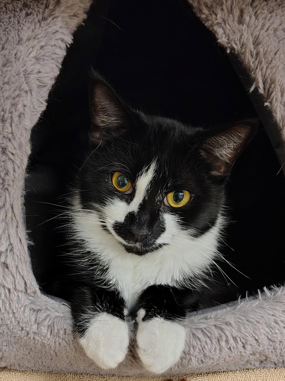 Snickers, ADOPTABLE, Young Female American Shorthair.