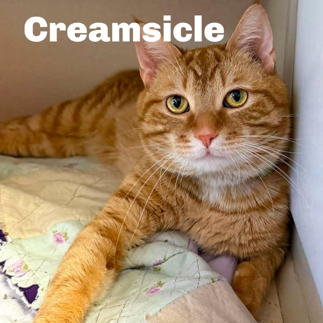 Creamsicle 260568, Adoptable, Adult Male Domestic Short Hair.