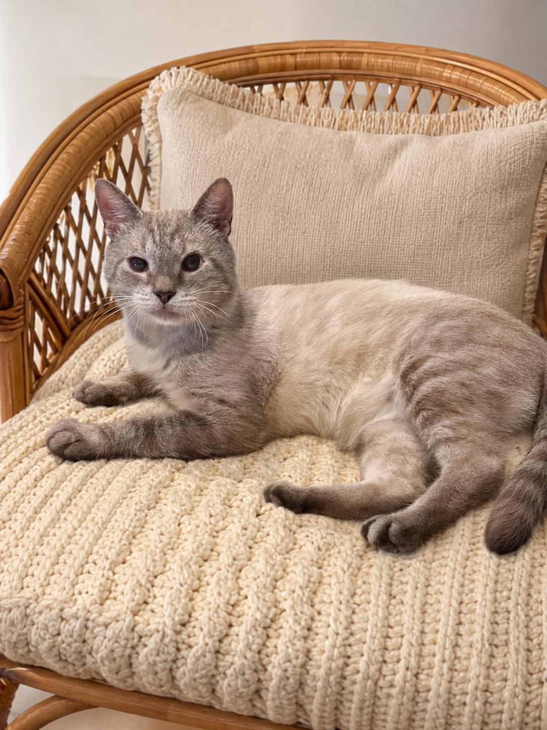 Enlarge Georgie, a ADOPTABLE Snowshoe in Indian Trail, NC image 1/1