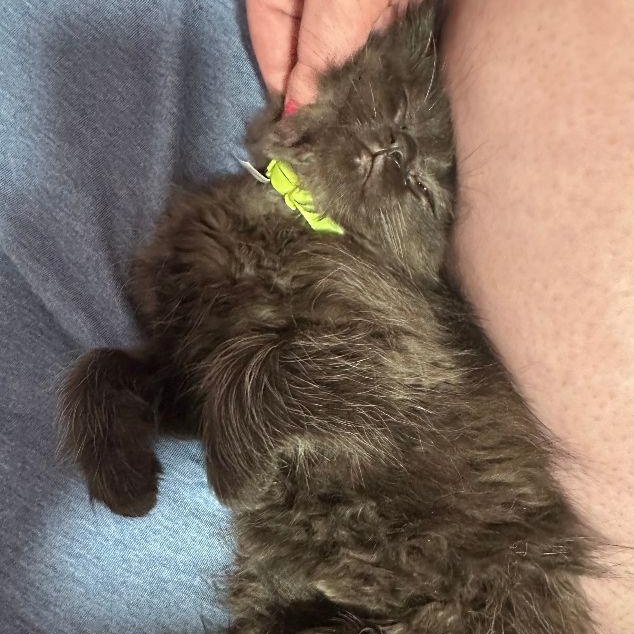 Enlarge Soot, an adopted Domestic Long Hair in Lake Orion, MI image 3/4