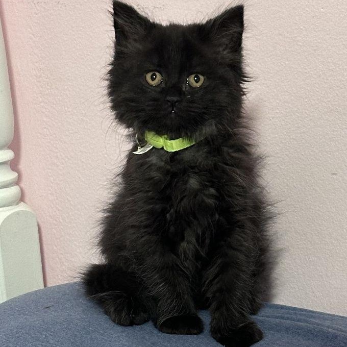 Enlarge Soot, an adopted Domestic Long Hair in Lake Orion, MI image 2/4