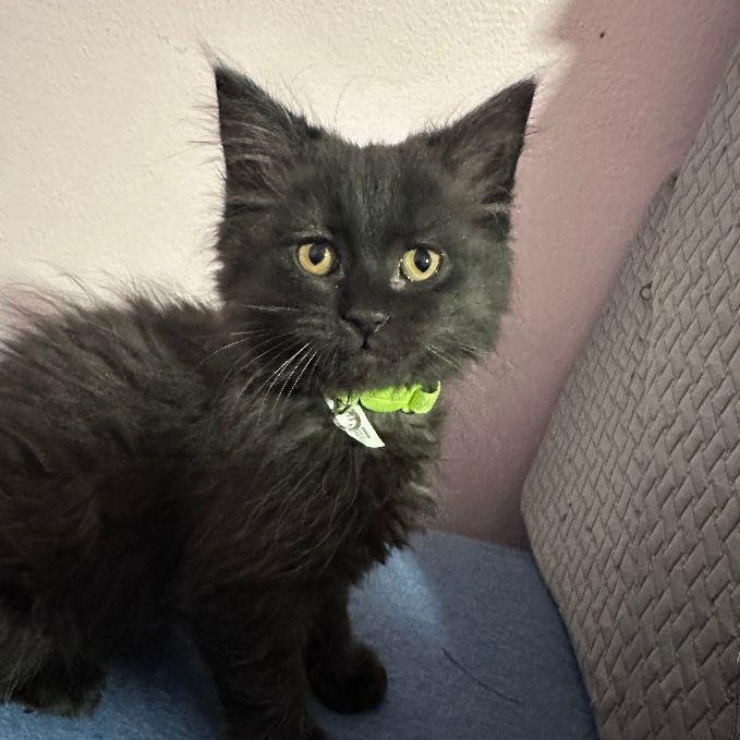 Enlarge Soot, an adopted Domestic Long Hair in Lake Orion, MI image 4/4