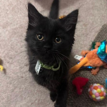 Soot, adopted, Kitten Female Domestic Long Hair.