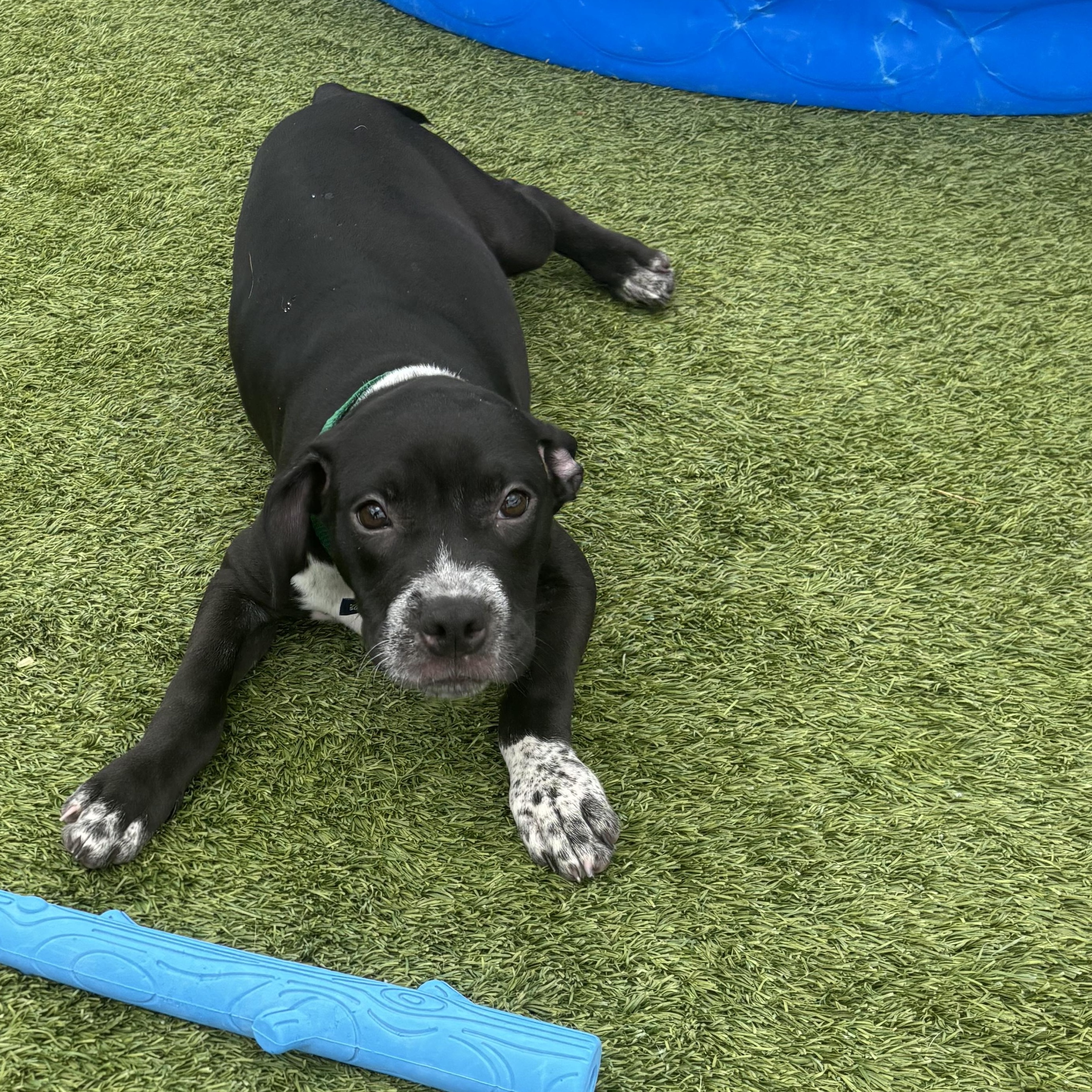 Enlarge Michelangelo, a Adoptable mixed breed in Liberty, MO image 3/6