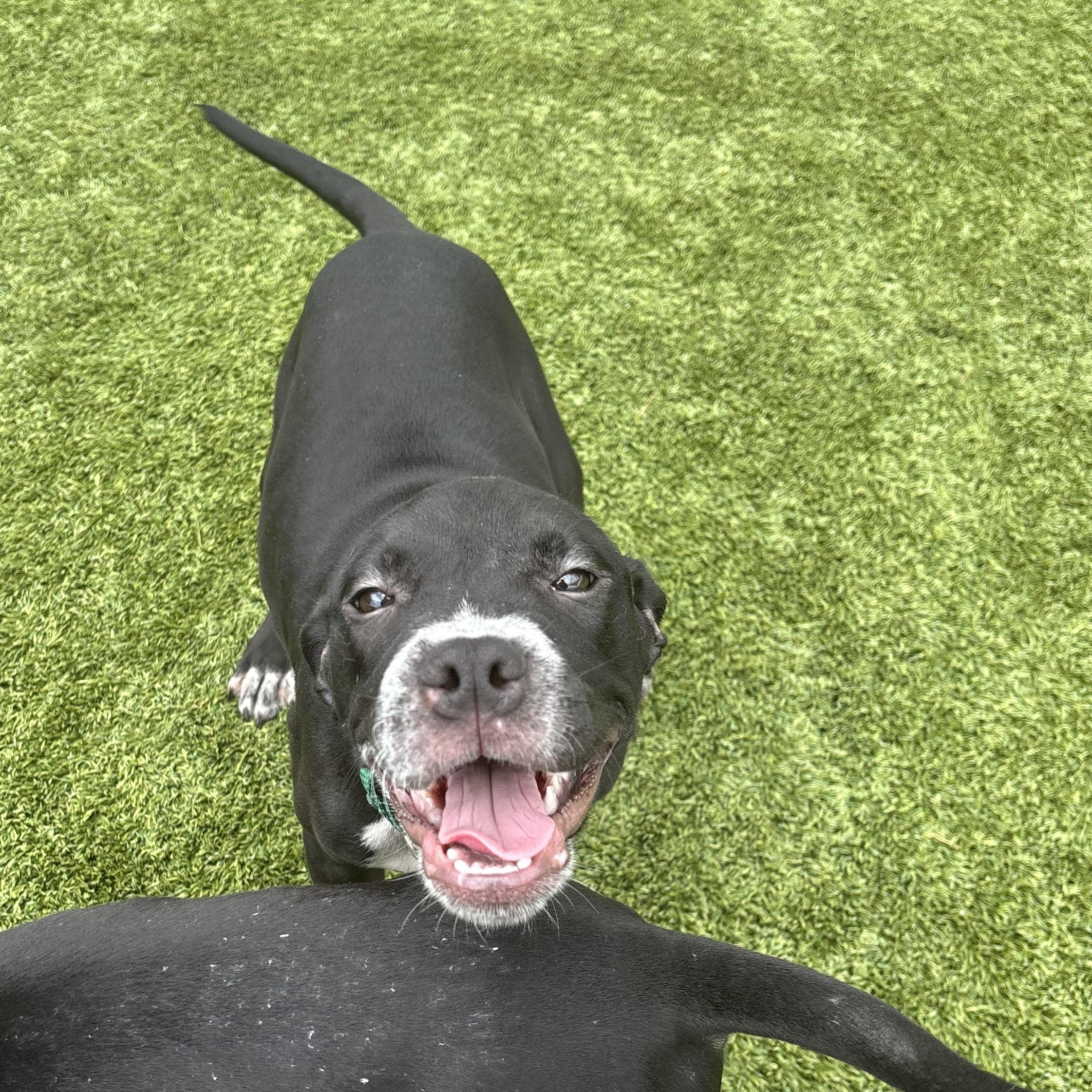 Enlarge Michelangelo, a Adoptable mixed breed in Liberty, MO image 2/6