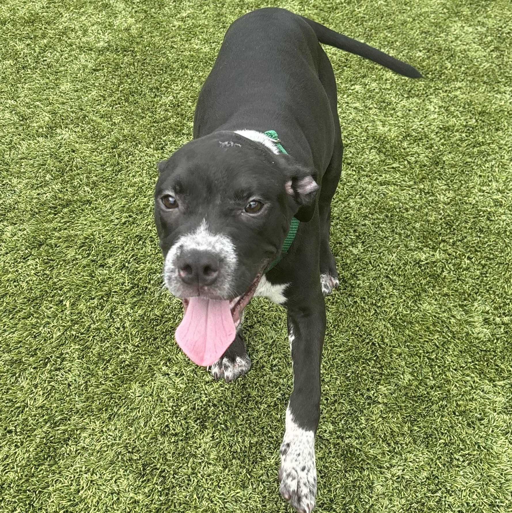 Enlarge Michelangelo, a Adoptable mixed breed in Liberty, MO image 4/6