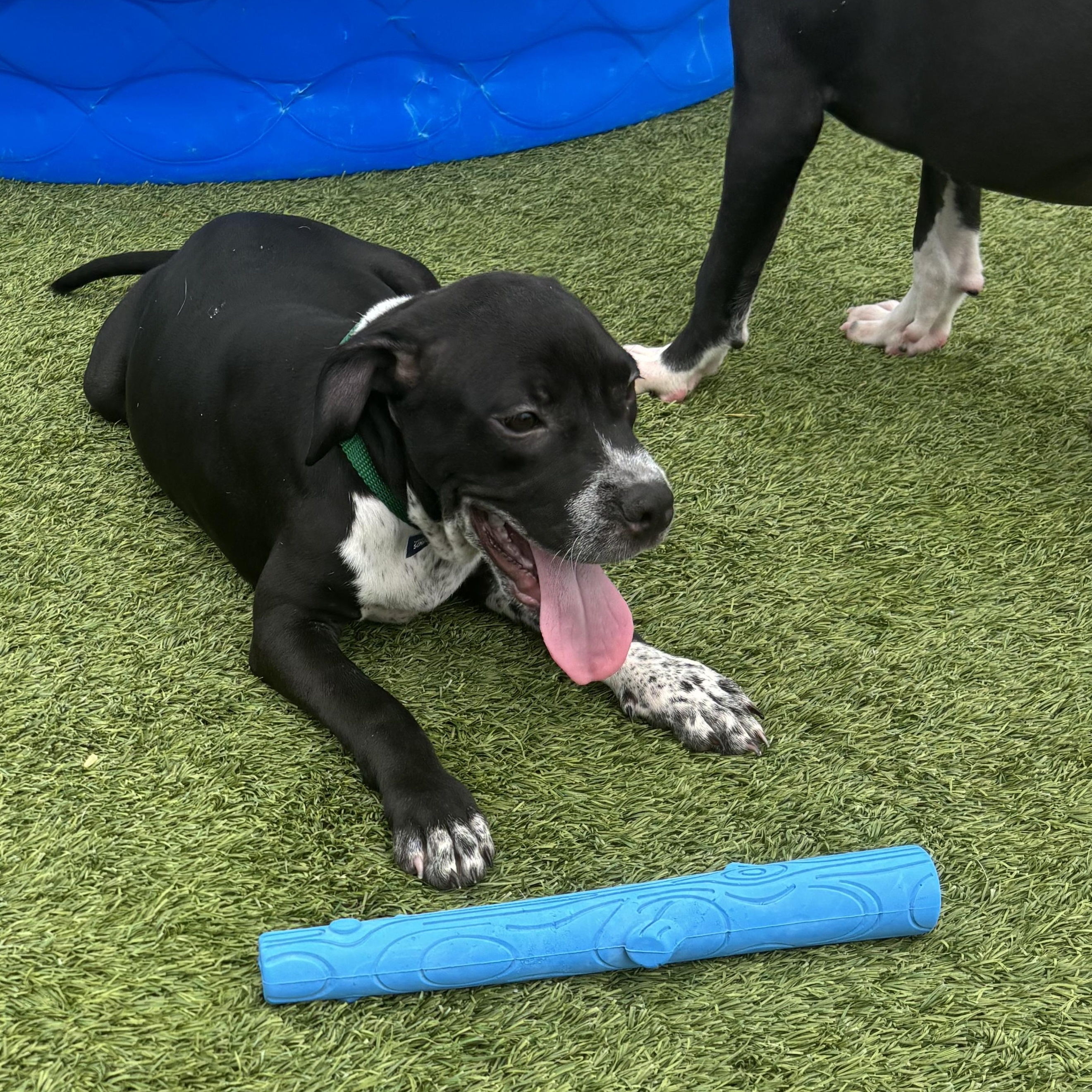 Enlarge Michelangelo, a Adoptable mixed breed in Liberty, MO image 6/6