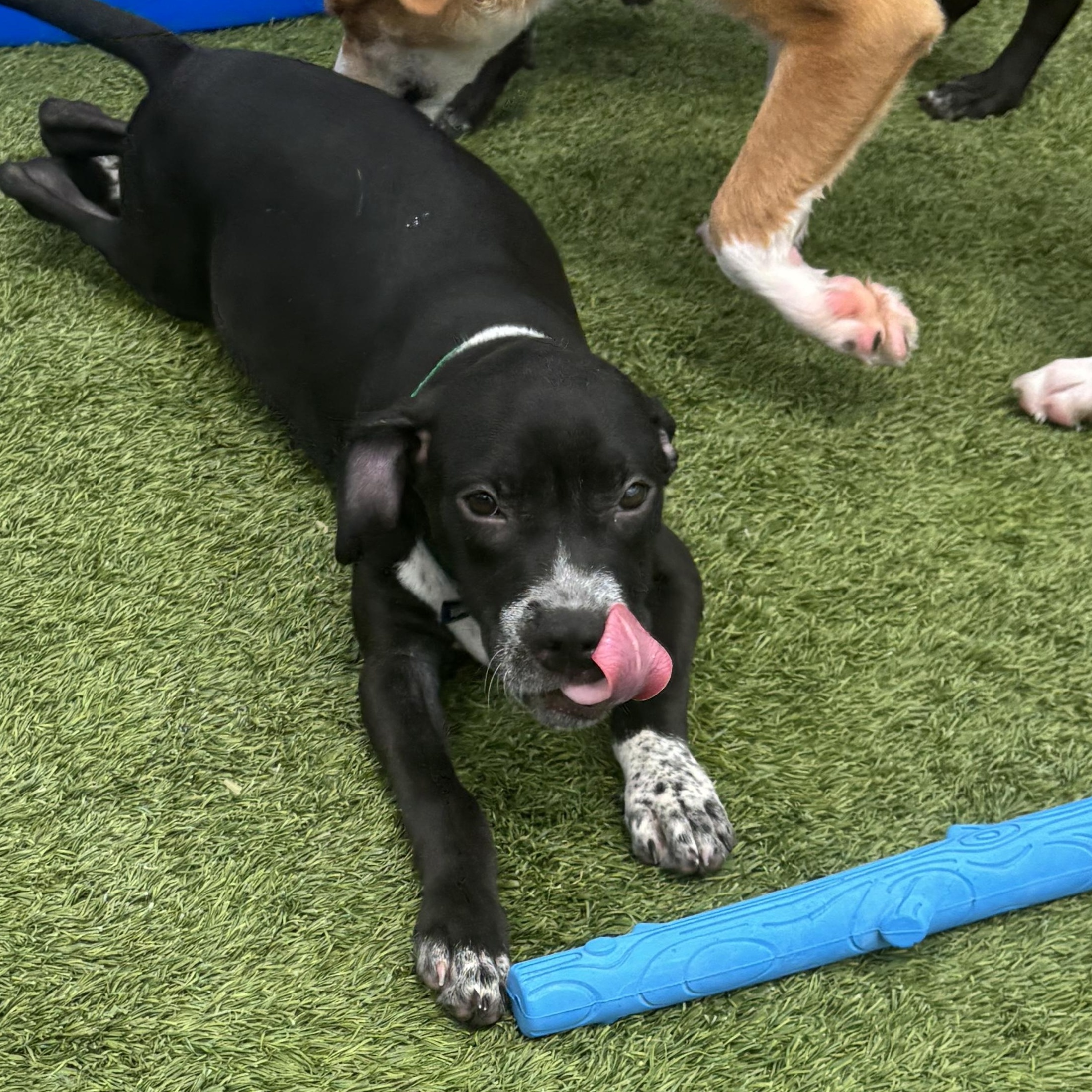 Enlarge Michelangelo, a Adoptable mixed breed in Liberty, MO image 1/6