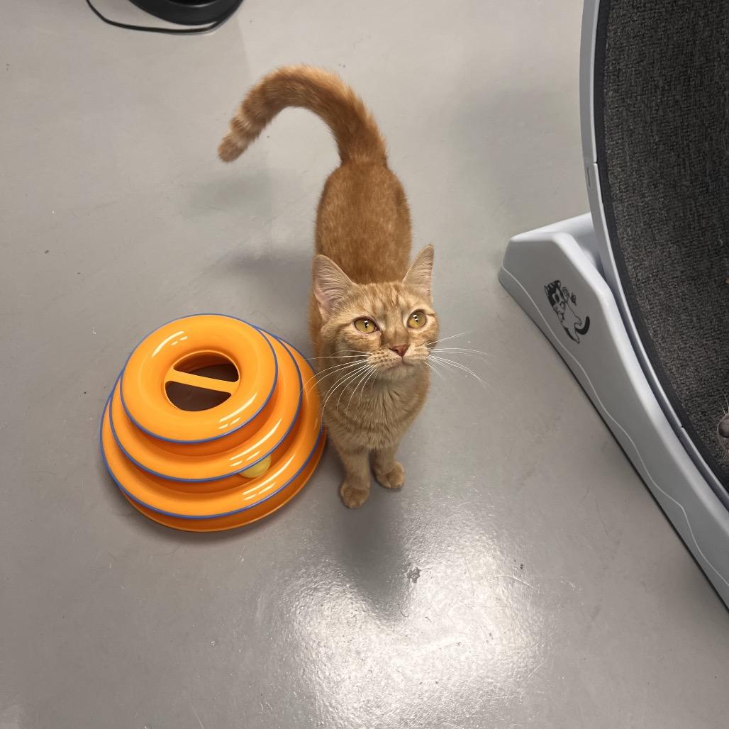 Enlarge Lita, a Adoptable Domestic Short Hair in Georgetown, KY image 1/4