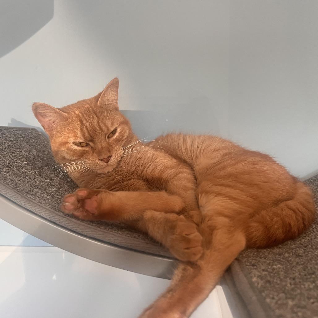 Enlarge Lita, a Adoptable Domestic Short Hair in Georgetown, KY image 3/4