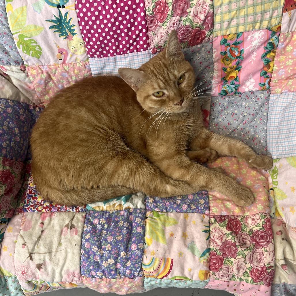 Enlarge Lita, a Adoptable Domestic Short Hair in Georgetown, KY image 4/4