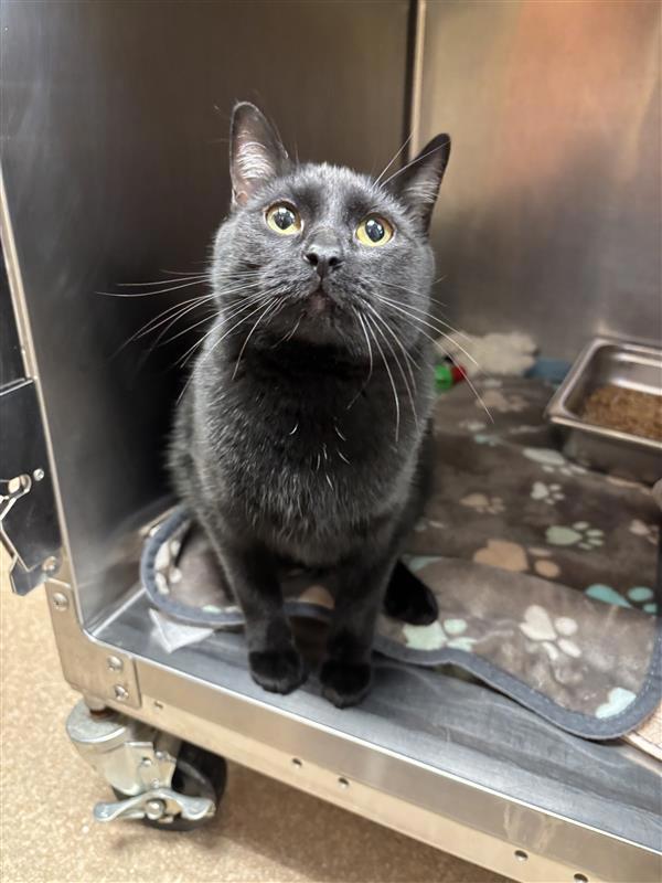 Hiccup, Adoptable, Adult Male Domestic Short Hair.