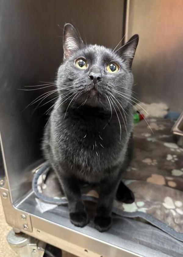 Hiccup, Adoptable, Adult Male Domestic Short Hair.