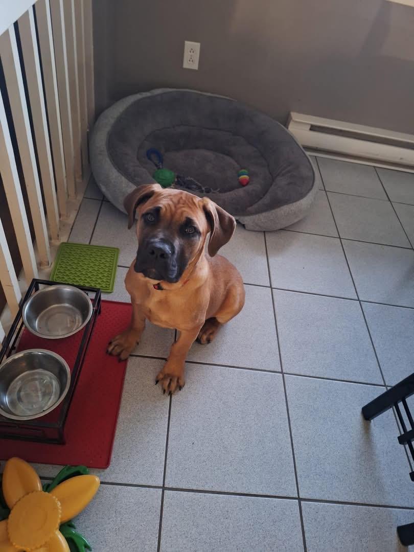 Lucky, Adoptable, Young Male Cane Corso.
