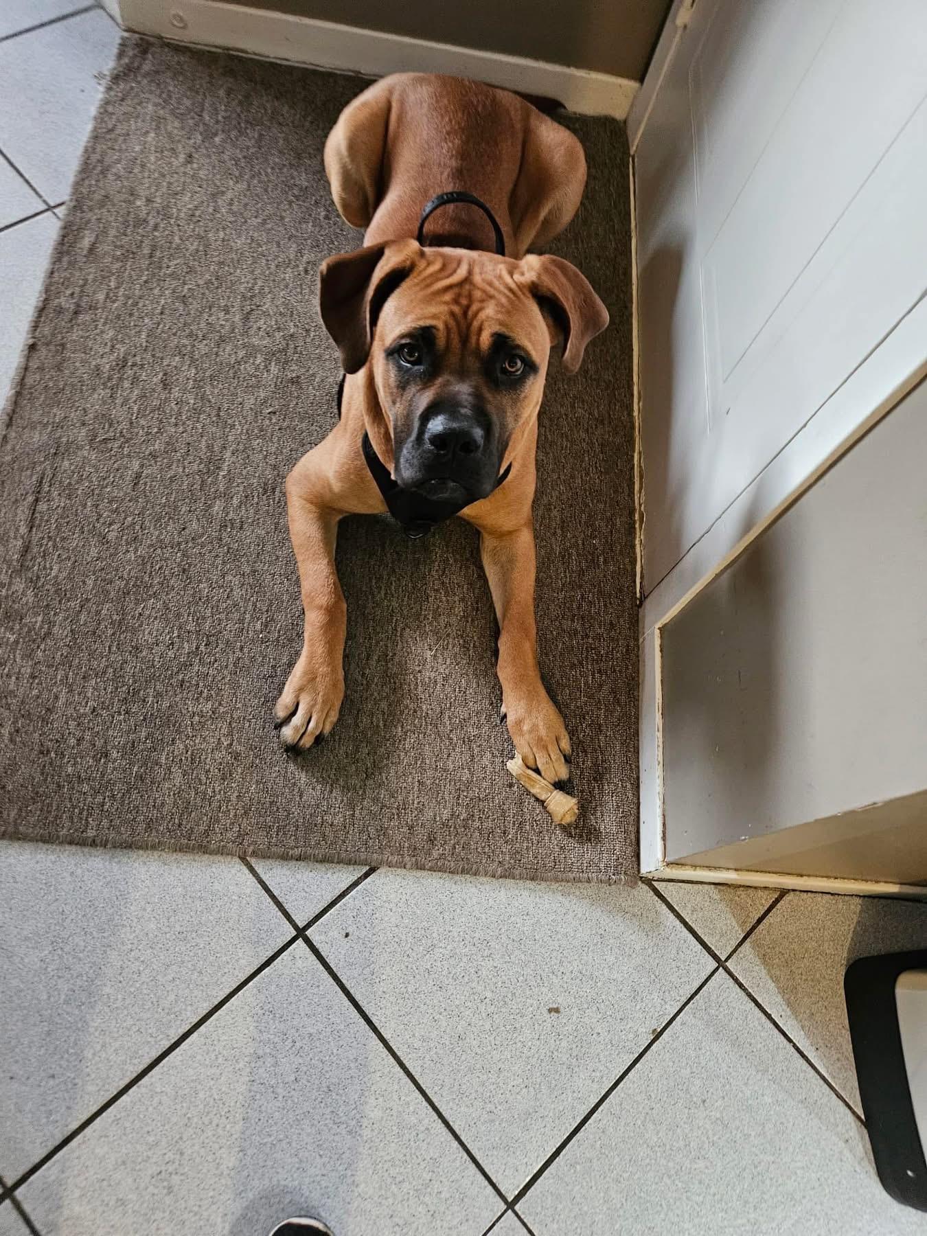 Lucky, a Adoptable mixed breed in Westmount, QC image 2/6