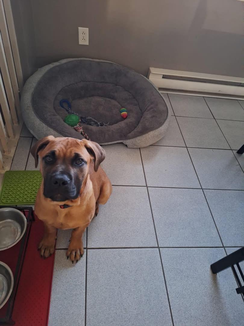 Lucky, a Adoptable mixed breed in Westmount, QC image 3/6