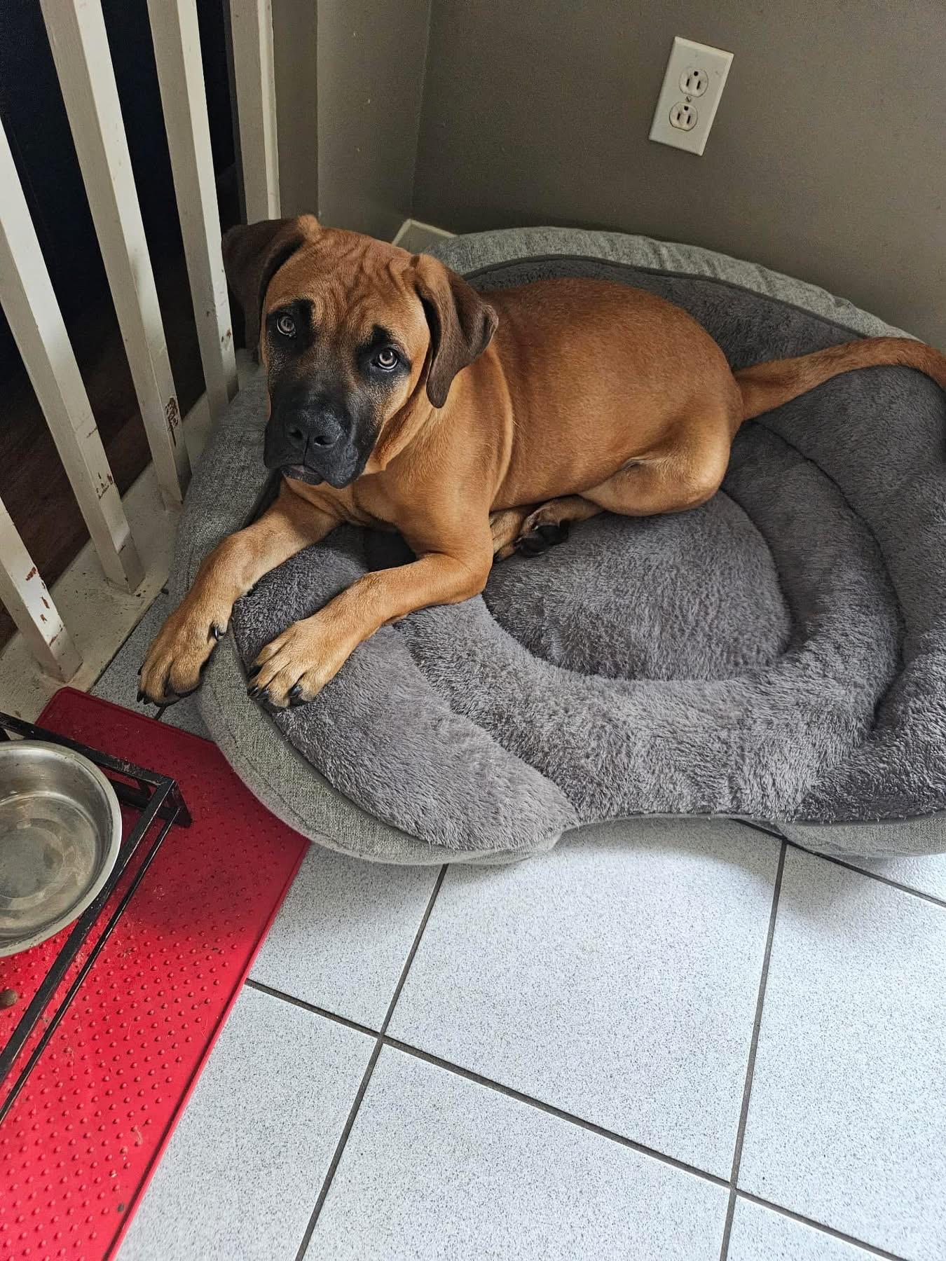 Lucky, a Adoptable mixed breed in Westmount, QC image 4/6