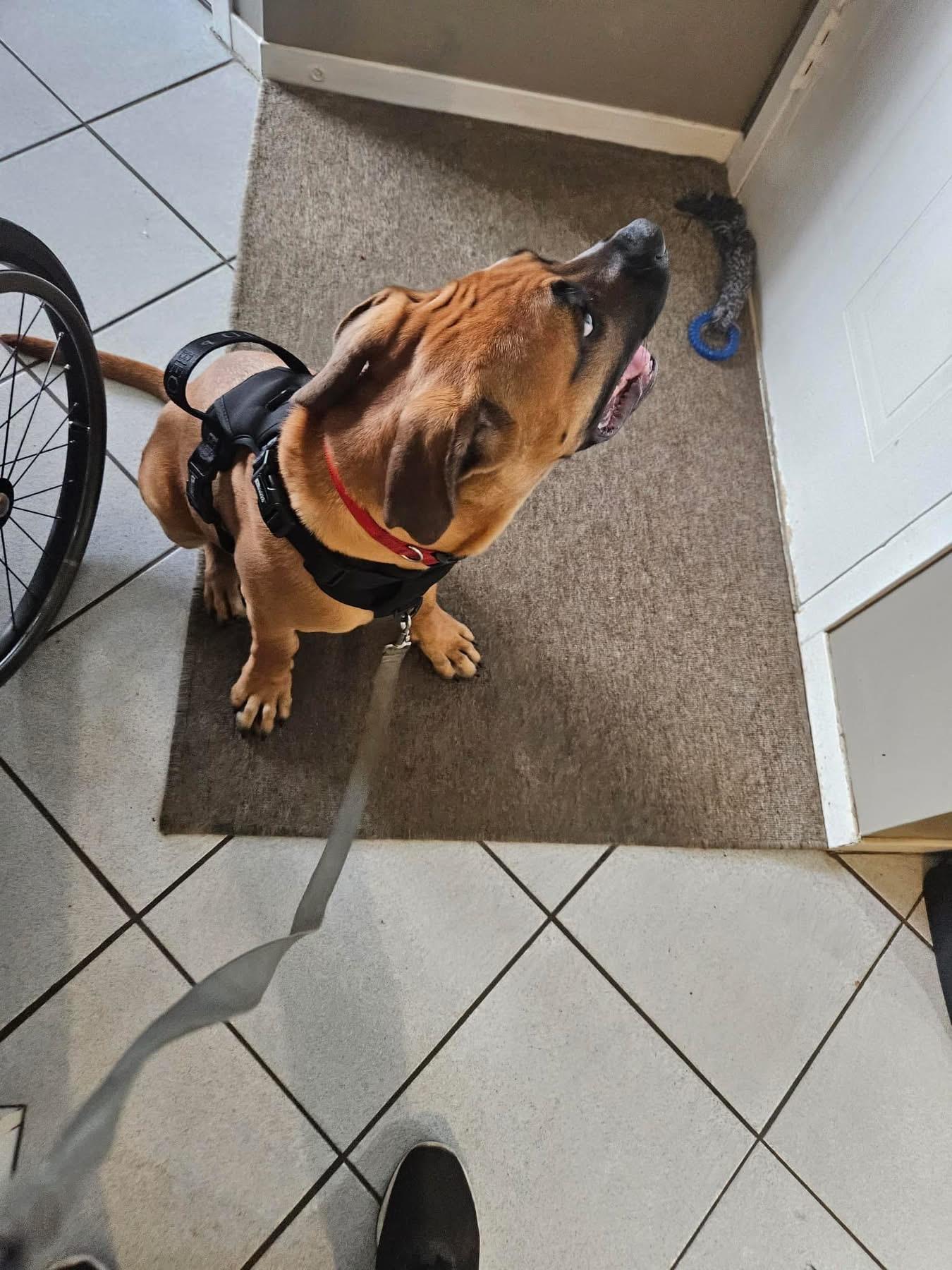 Lucky, a Adoptable mixed breed in Westmount, QC image 5/6