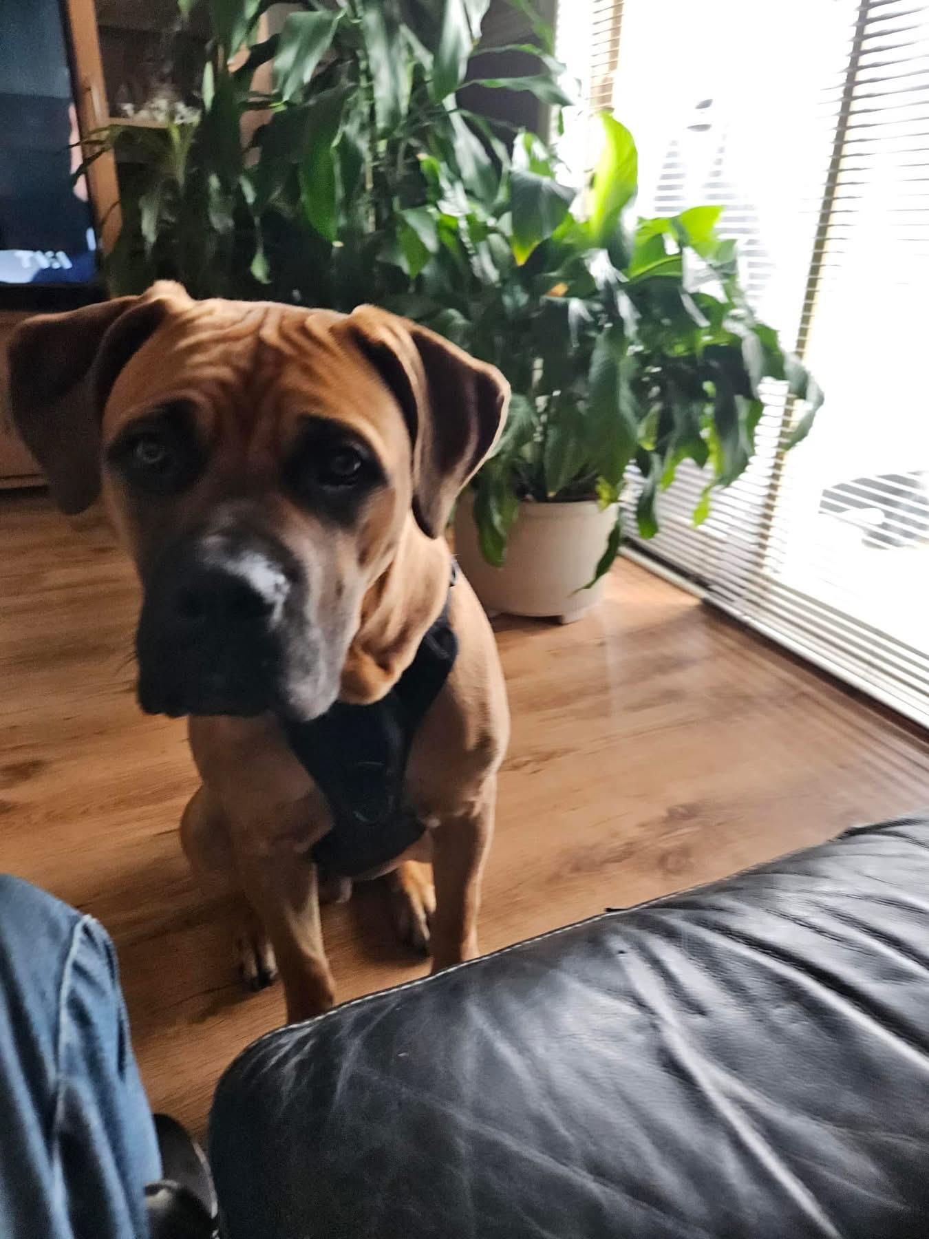 Lucky, a Adoptable mixed breed in Westmount, QC image 6/6