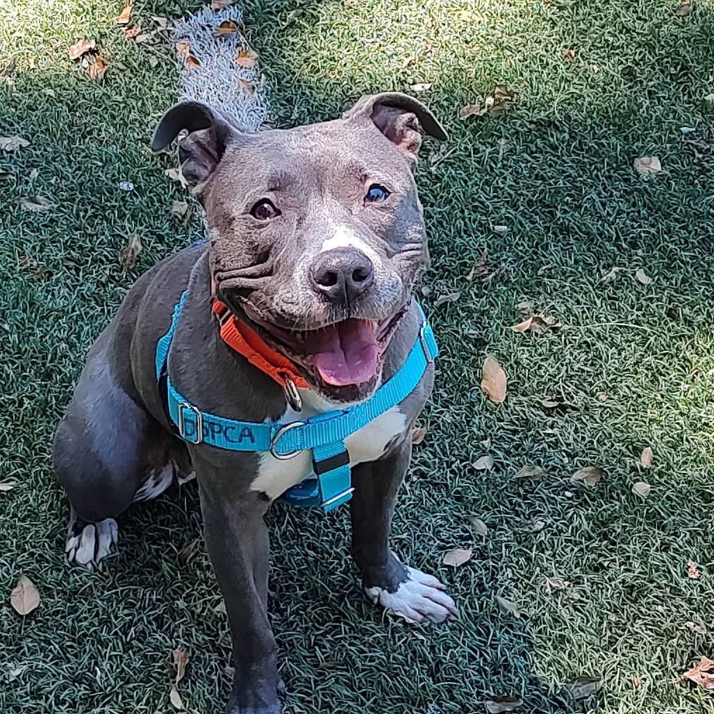 Enlarge Ocean Water, a Adoptable Pit Bull Terrier in Baltimore, MD image 1/3