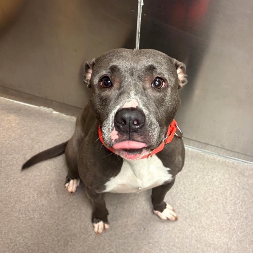 Enlarge Ocean Water, a Adoptable Pit Bull Terrier in Baltimore, MD image 2/3