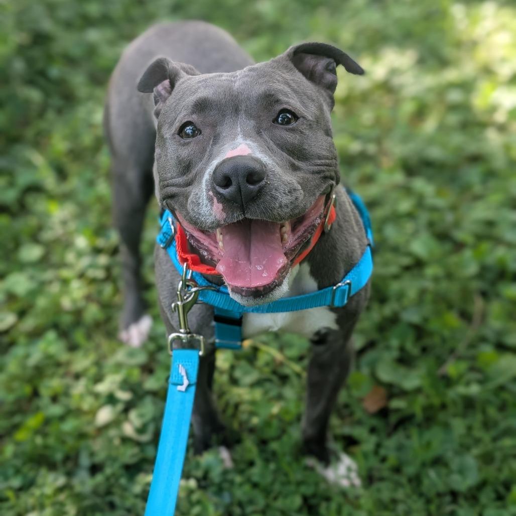 Enlarge Ocean Water, a Adoptable Pit Bull Terrier in Baltimore, MD image 3/3