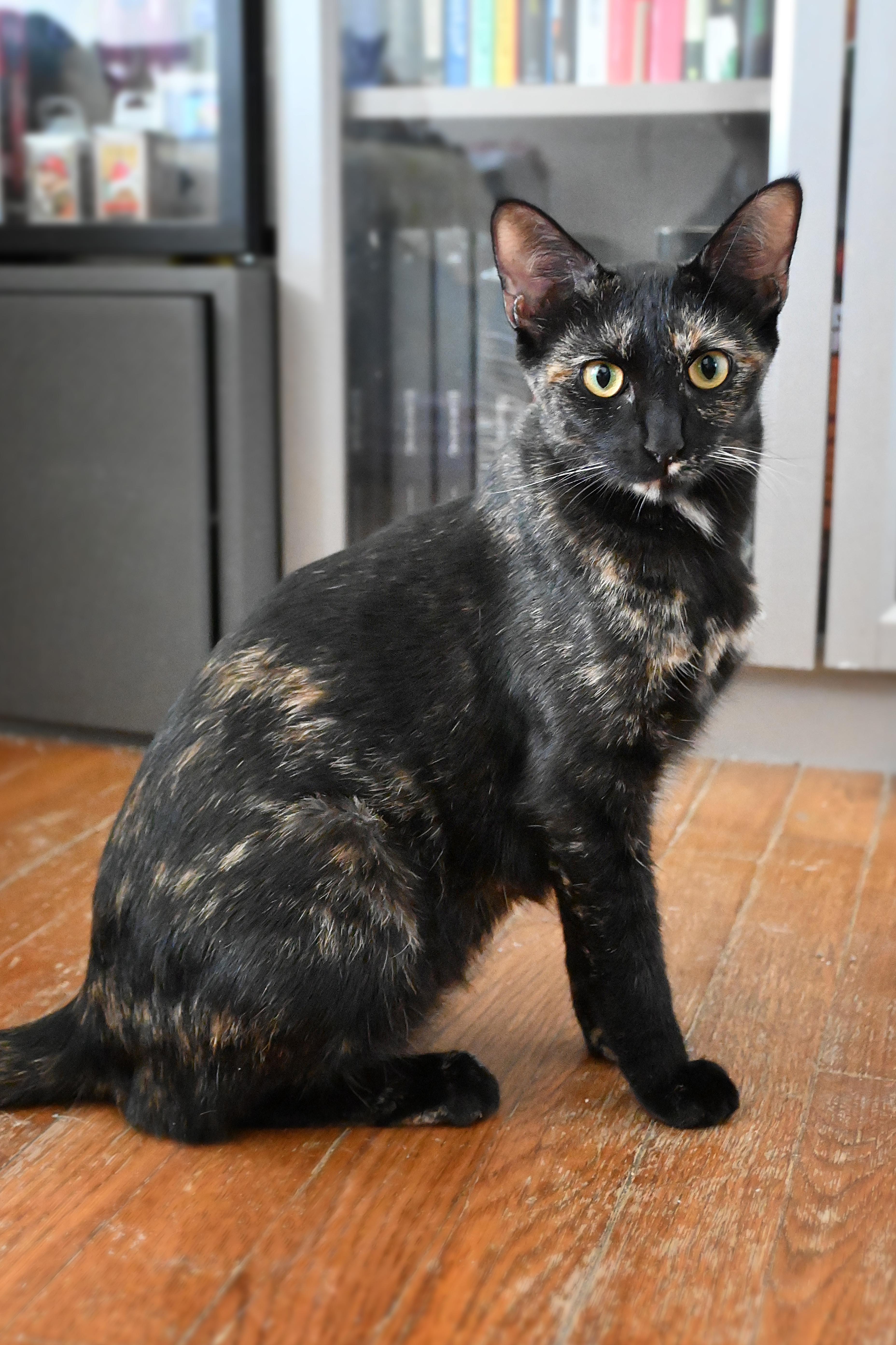 Mia, an adopted Domestic Short Hair in Orlando, FL image 2/2