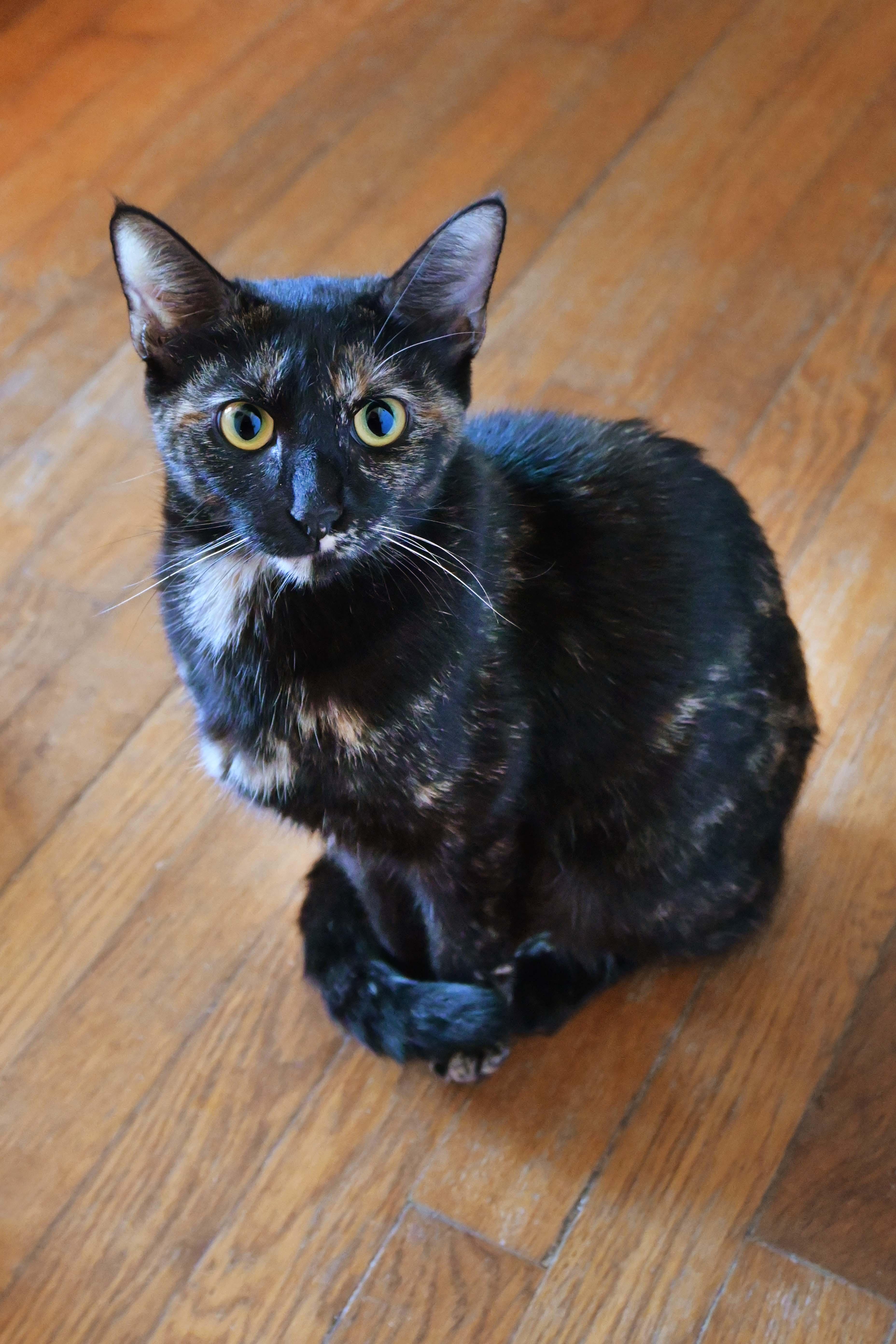 Mia, an adopted Domestic Short Hair in Orlando, FL image 1/2