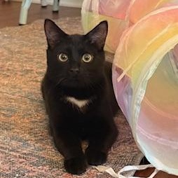 Ron Weasley - quiet, playful, and sweet boy now at The Kitten Around Cat Lounge!, Adoptable, Kitten Male Domestic Short Hair.