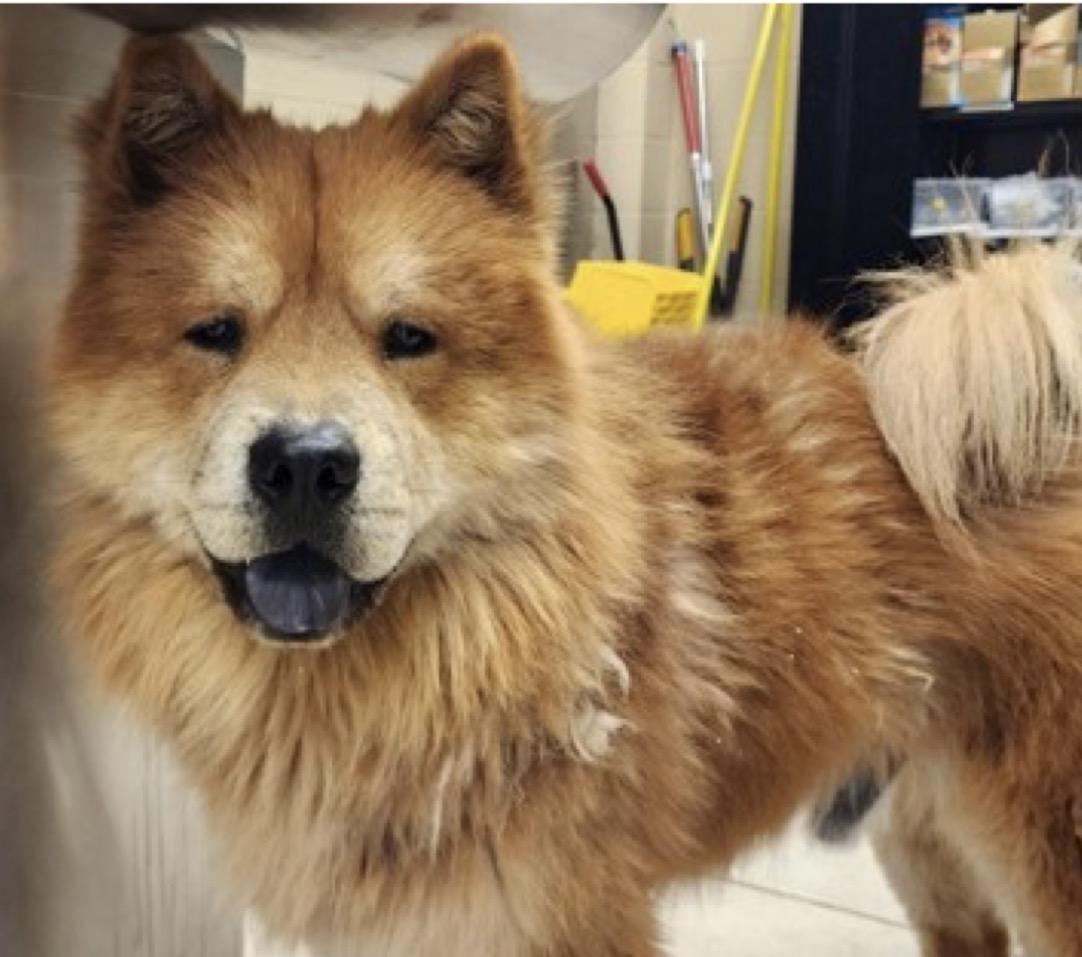 Bobcat FKA Blaze, Adoptable, Adult Male Chow Chow.