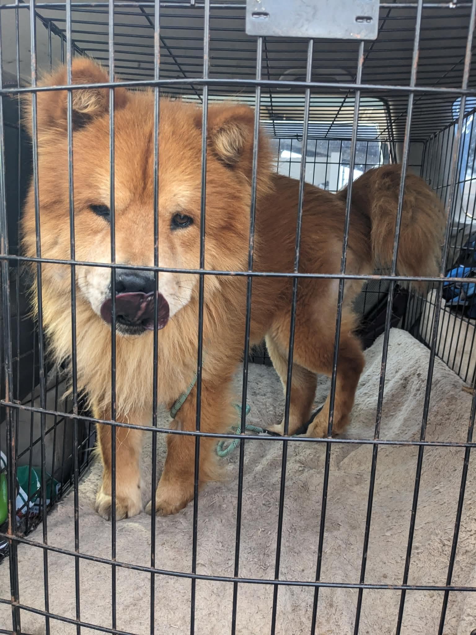 Enlarge Bobcat FKA Blaze, a Adoptable Chow Chow in Houston, TX image 2/4