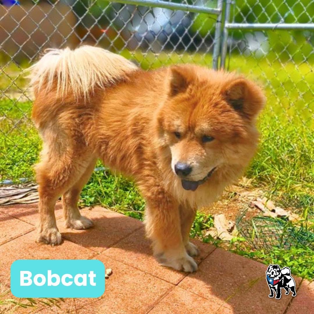 Enlarge Bobcat FKA Blaze, a Adoptable Chow Chow in Houston, TX image 3/4