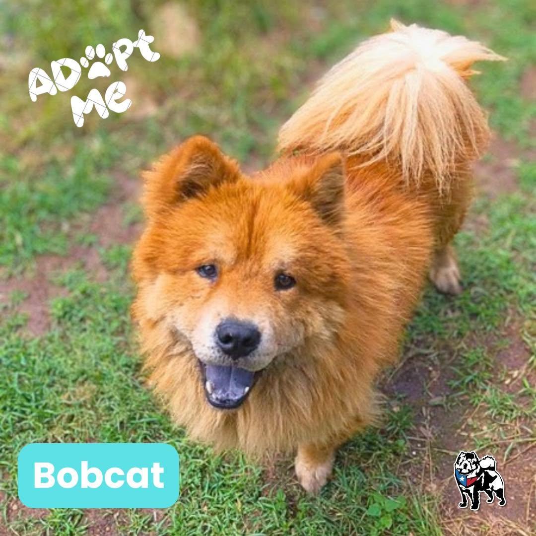Enlarge Bobcat FKA Blaze, a Adoptable Chow Chow in Houston, TX image 4/4