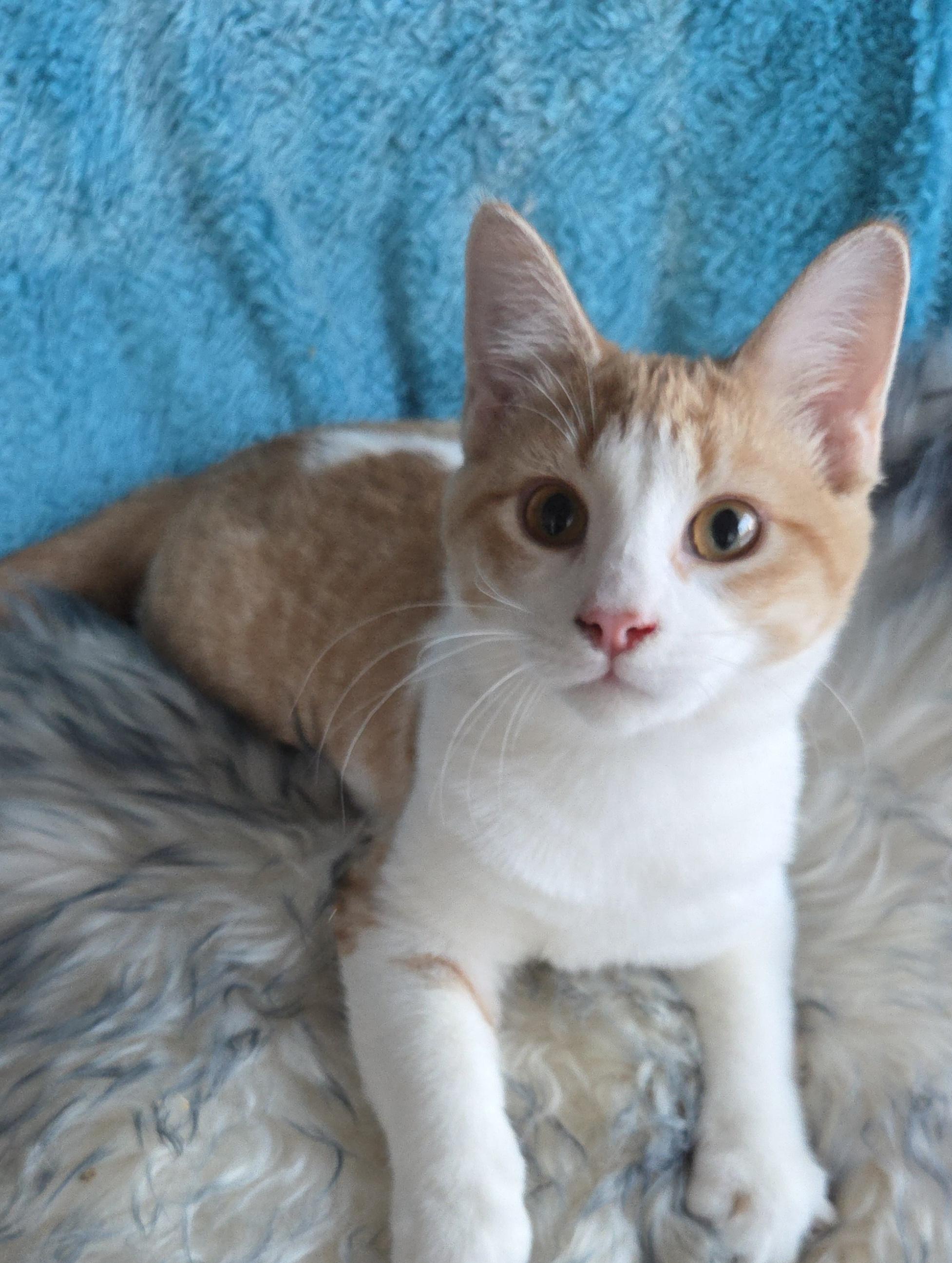 Enlarge BUTTERCUP, a ADOPTABLE mixed breed in Harrison, MI image 1/1