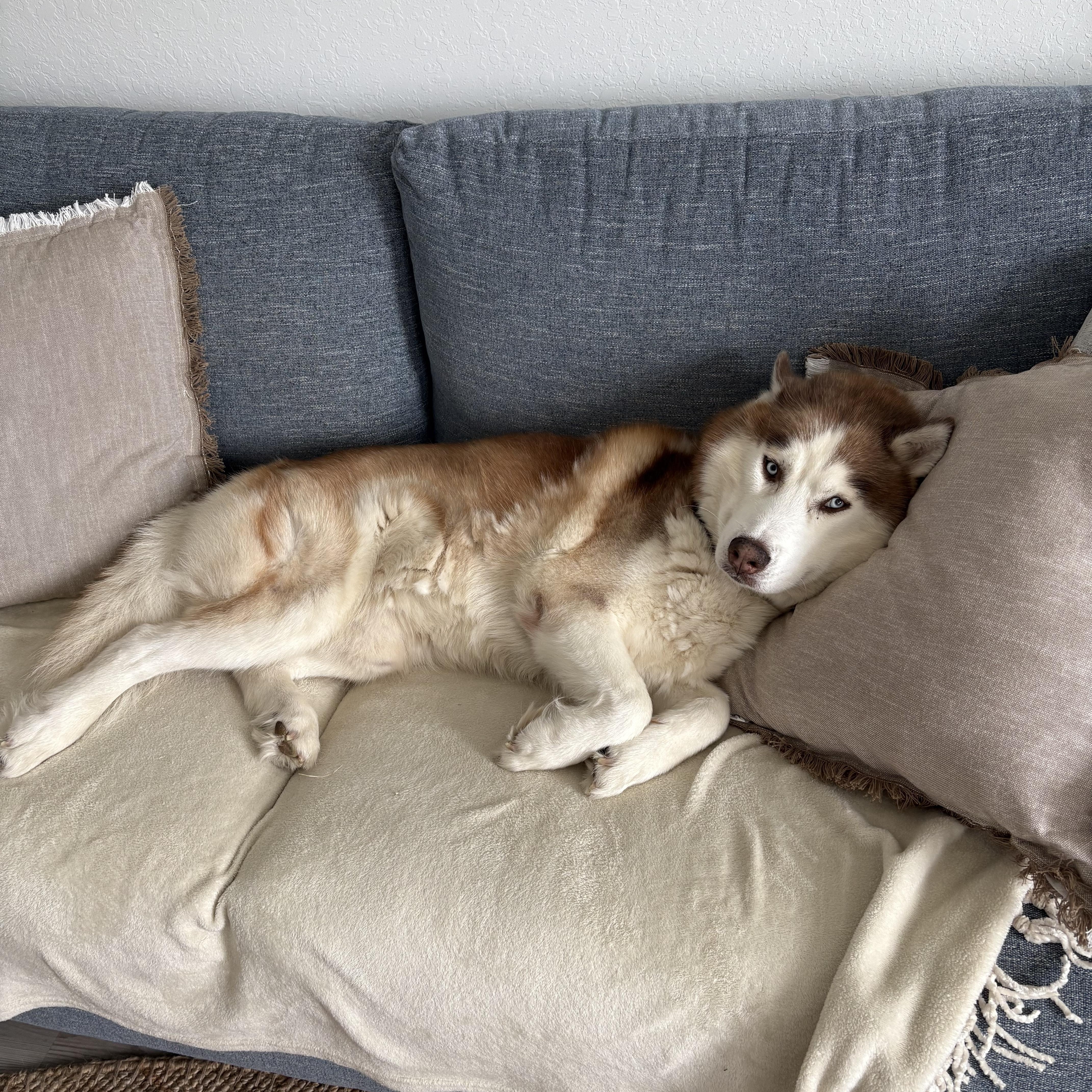 Lobo