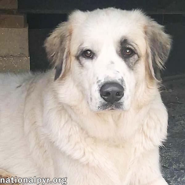 Enlarge Maggie in LA - A Super Playful Girl!, a Adoptable mixed breed in Hammond, LA image 1/4