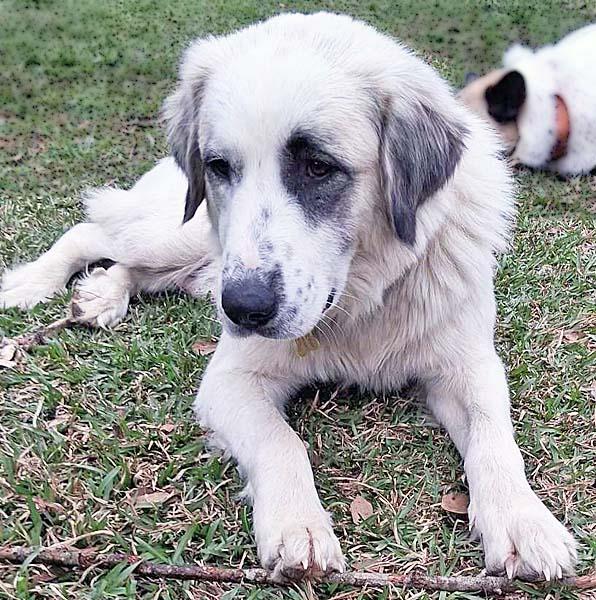 Maggie in LA - A Super Playful Girl!, a Adoptable mixed breed in Hammond, LA image 3/4