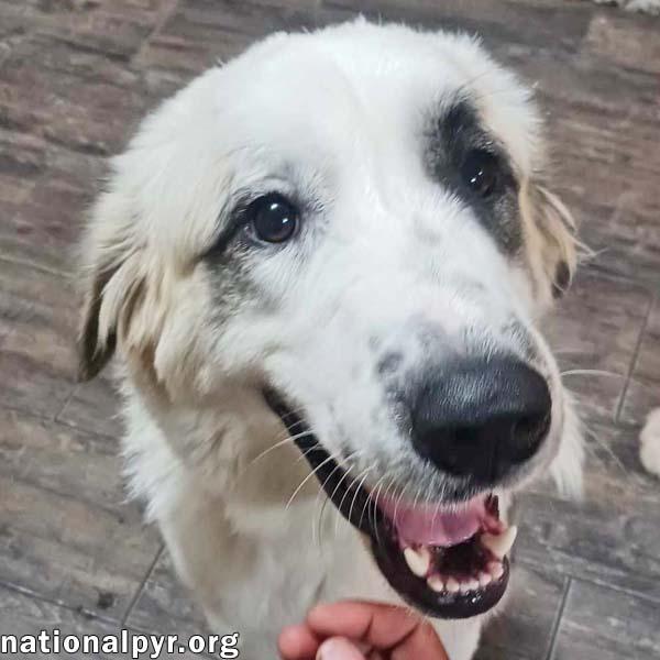 Maggie in LA - A Super Playful Girl!, a Adoptable mixed breed in Hammond, LA image 1/4