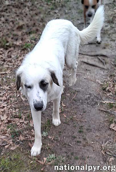 Maggie in LA - A Super Playful Girl!, a Adoptable mixed breed in Hammond, LA image 4/4