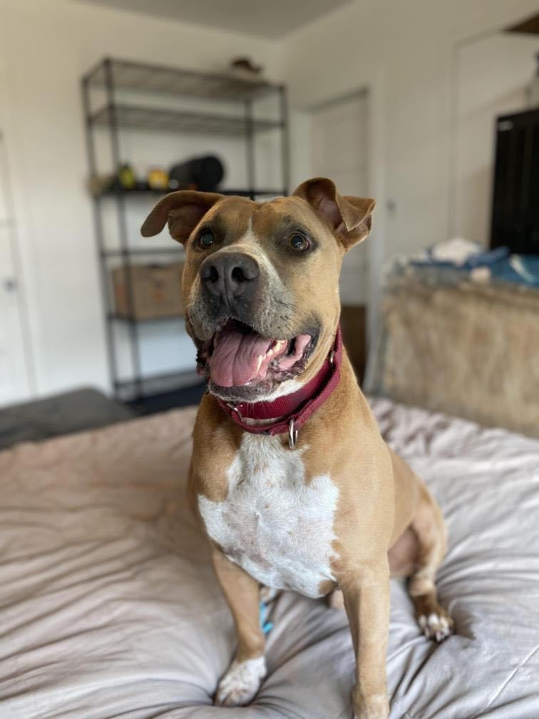 Enlarge Vegas, a Adoptable mixed breed in Brooklyn, NY image 4/6