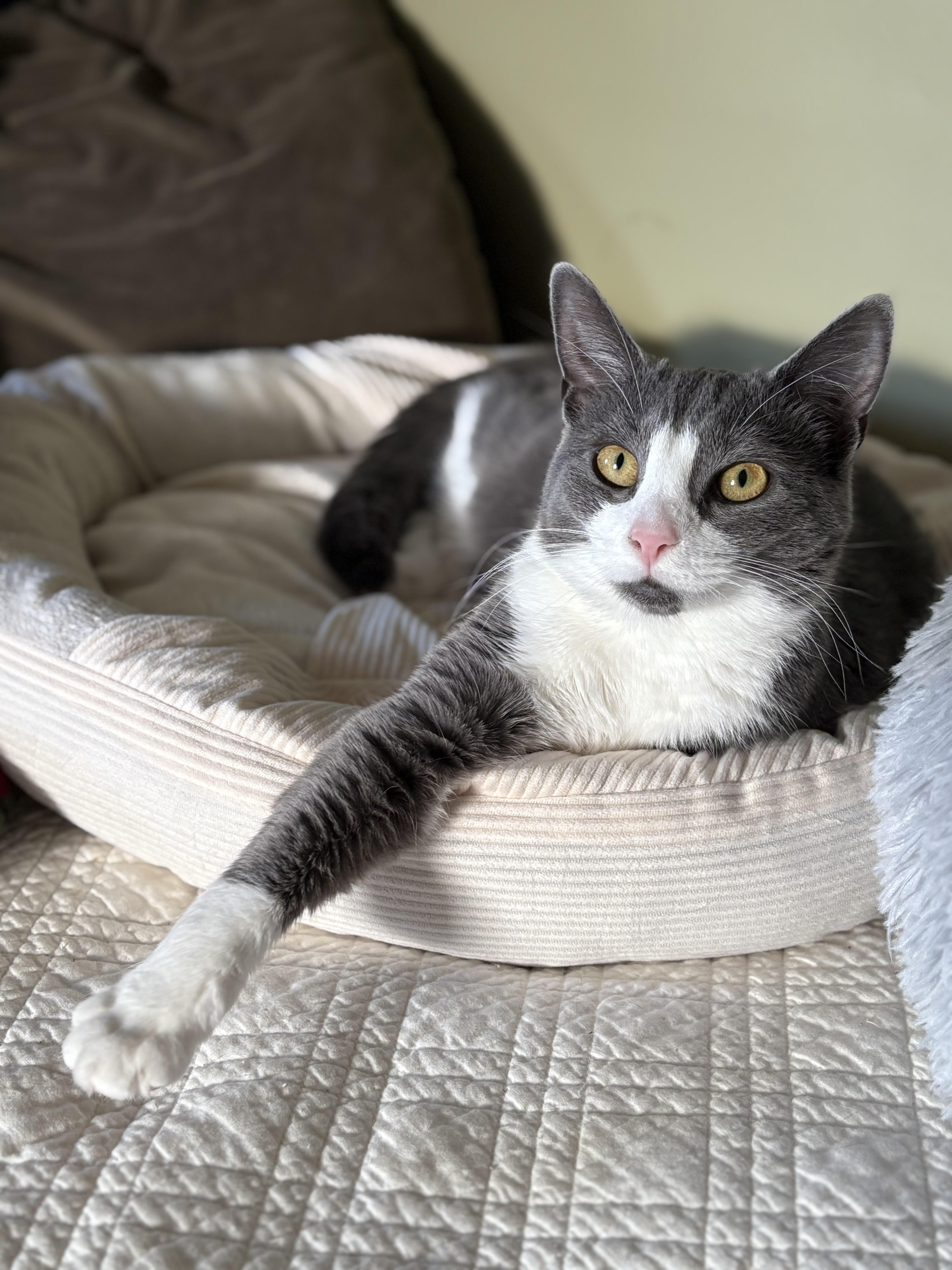 Paqui, a Adoptable Domestic Short Hair in Manchester, CT image 3/6