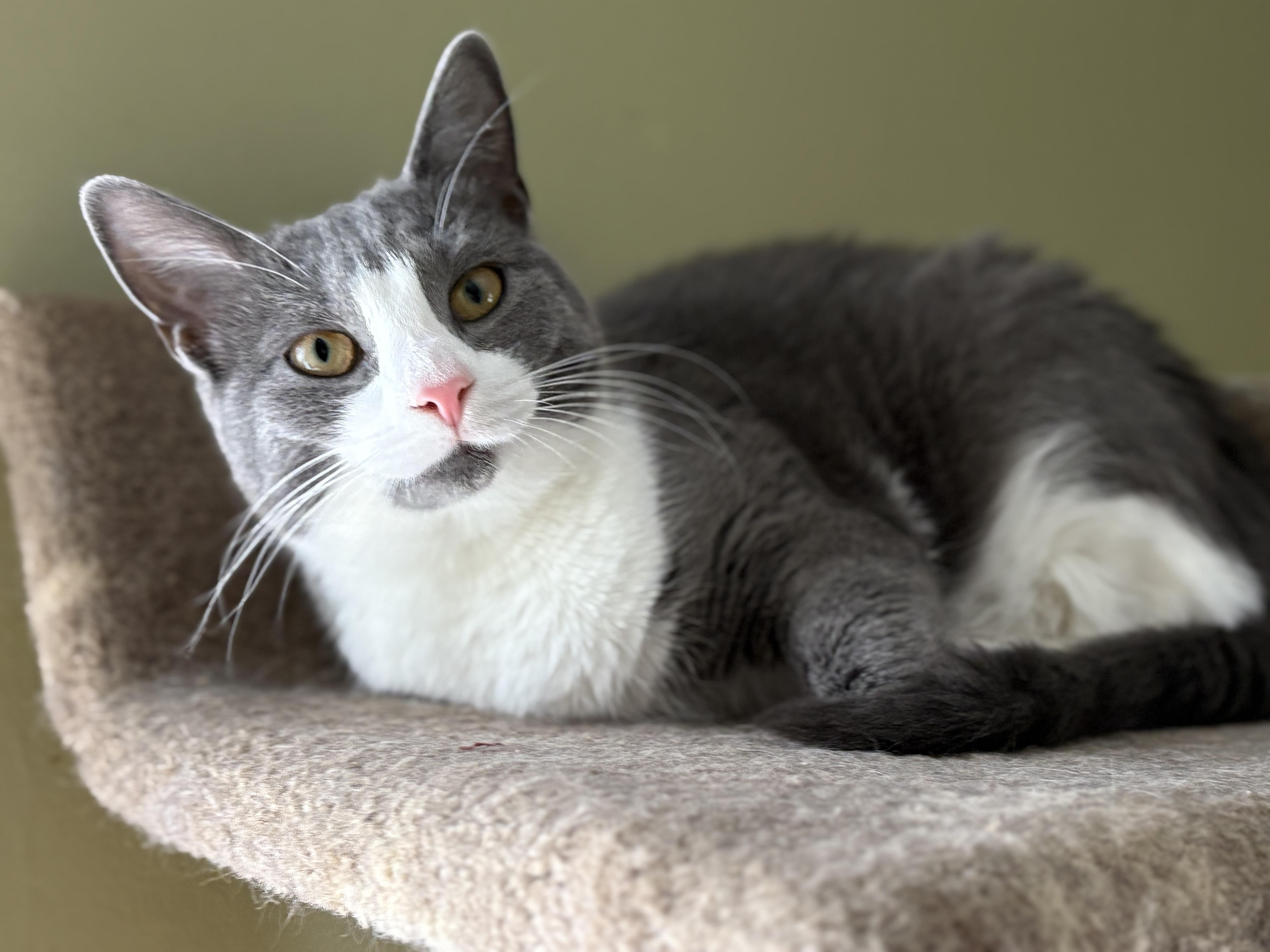 Paqui, a Adoptable Domestic Short Hair in Manchester, CT image 5/6