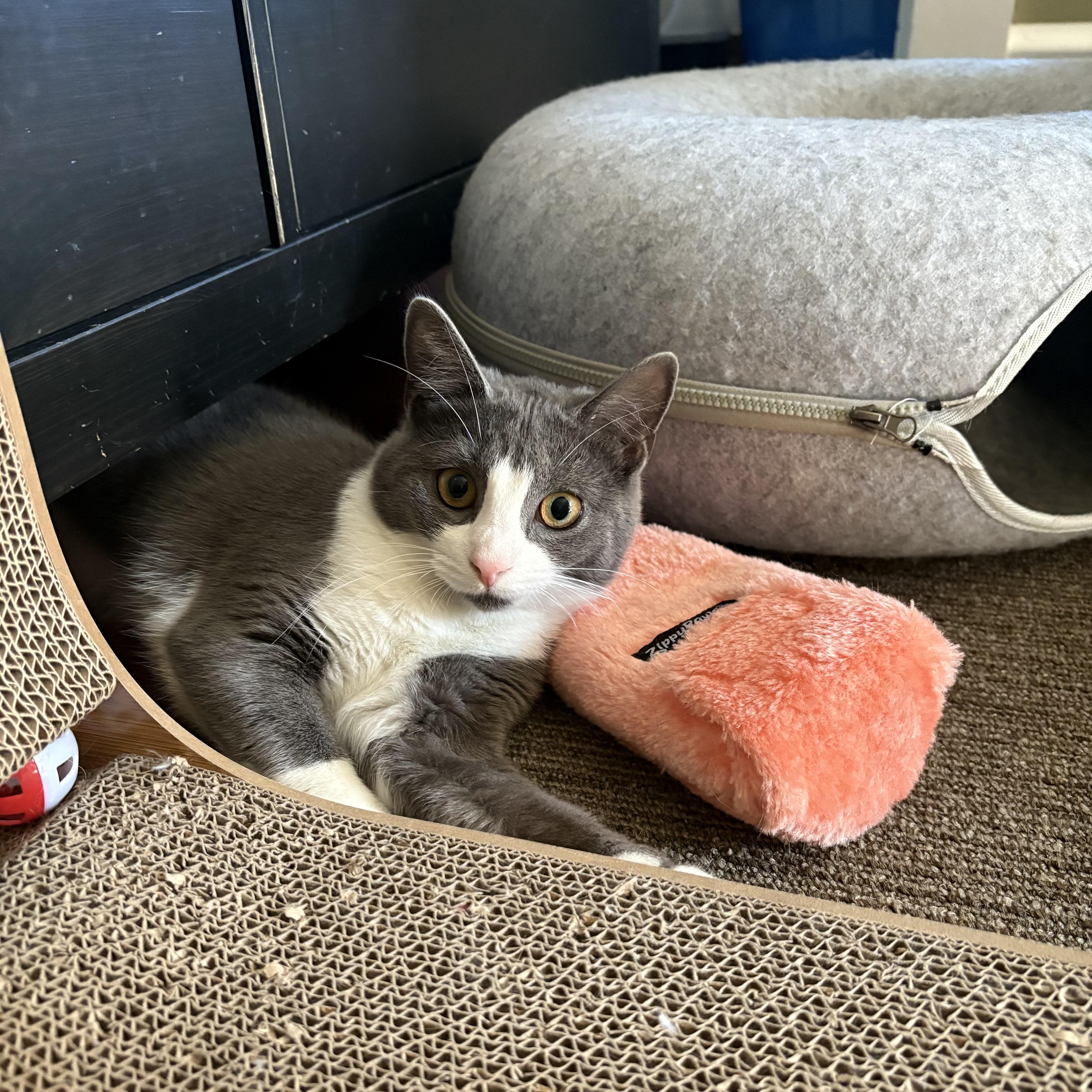 Paqui, a Adoptable Domestic Short Hair in Manchester, CT image 6/6