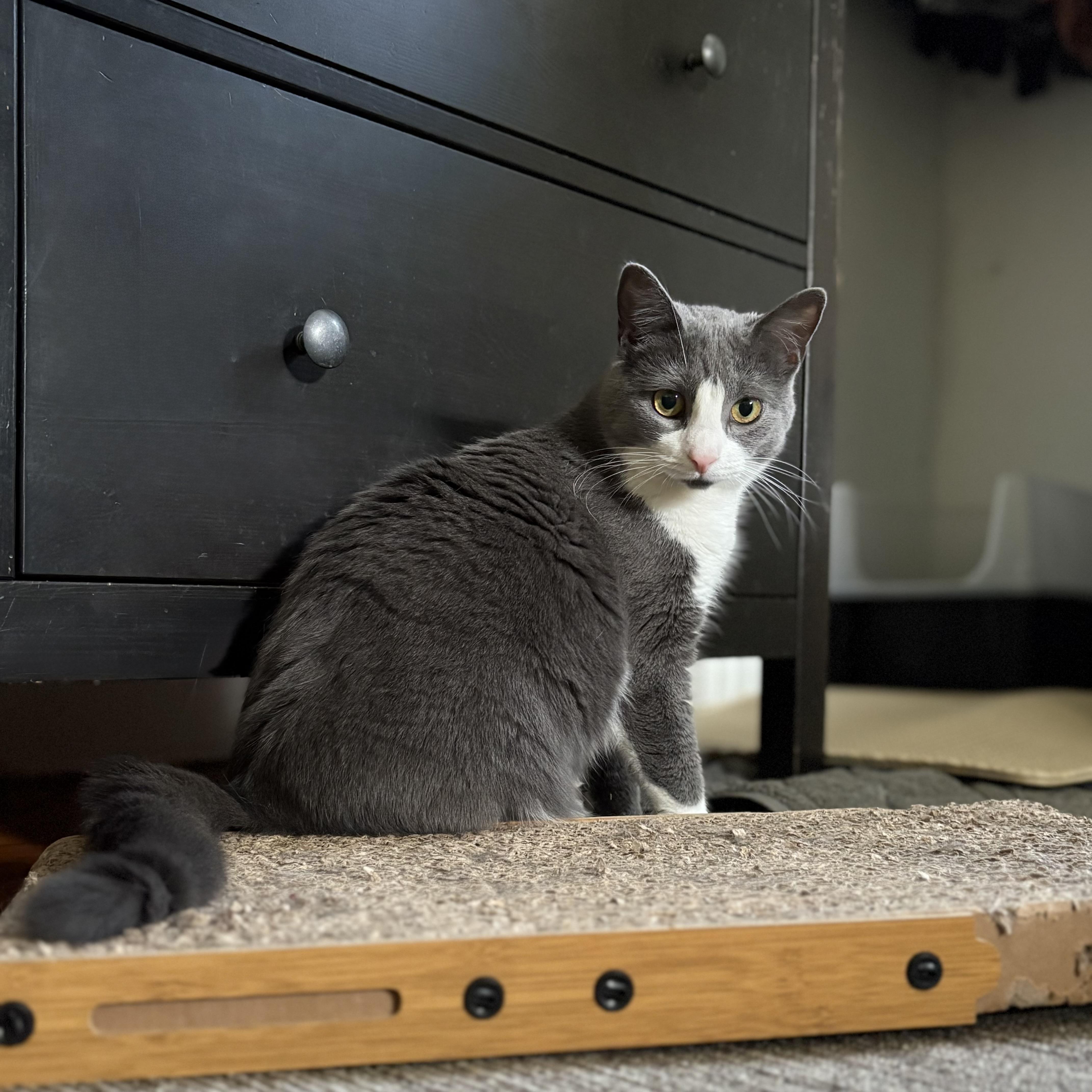 Paqui, a Adoptable Domestic Short Hair in Manchester, CT image 2/6