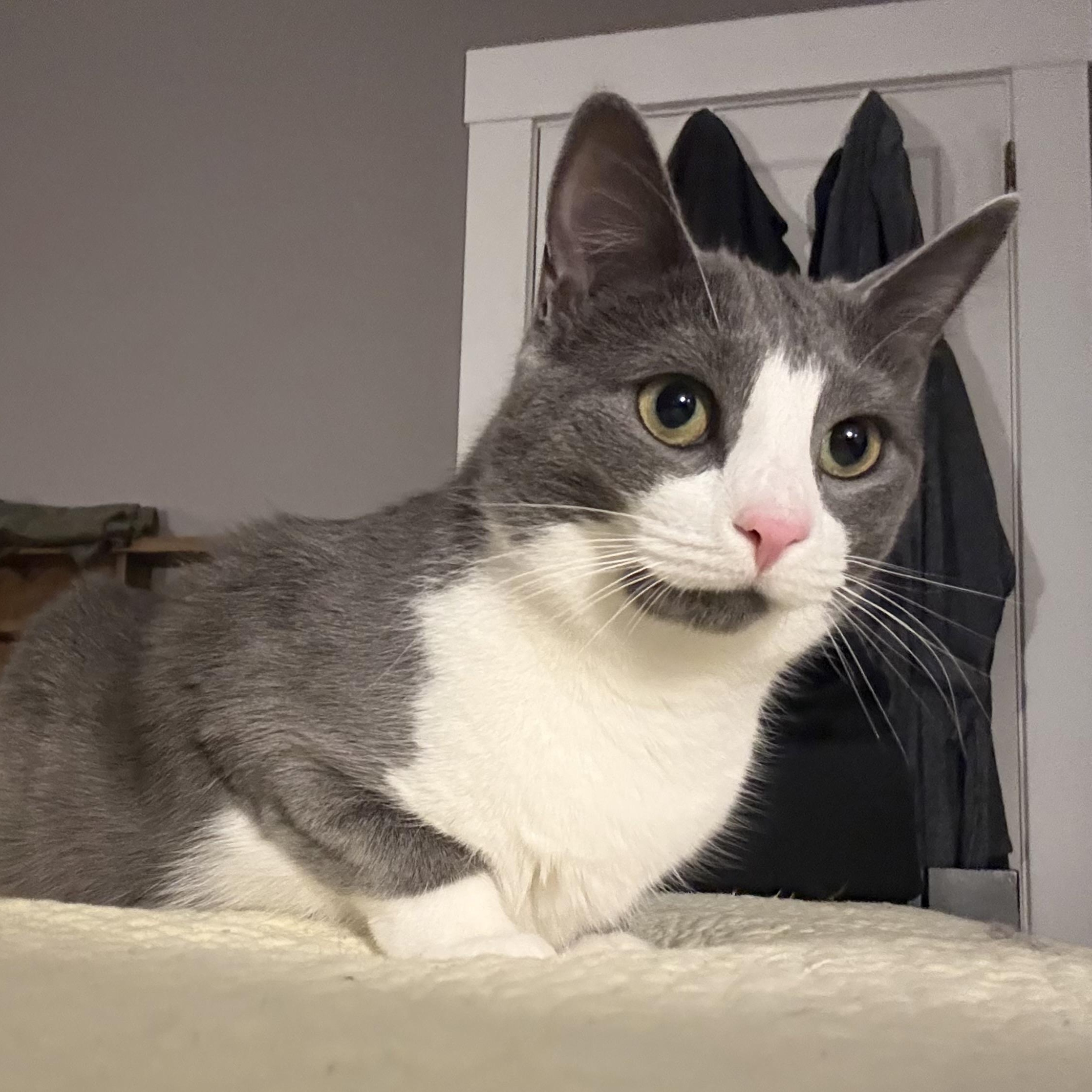 Enlarge Paqui, a Adoptable Domestic Short Hair in Manchester, CT image 1/6