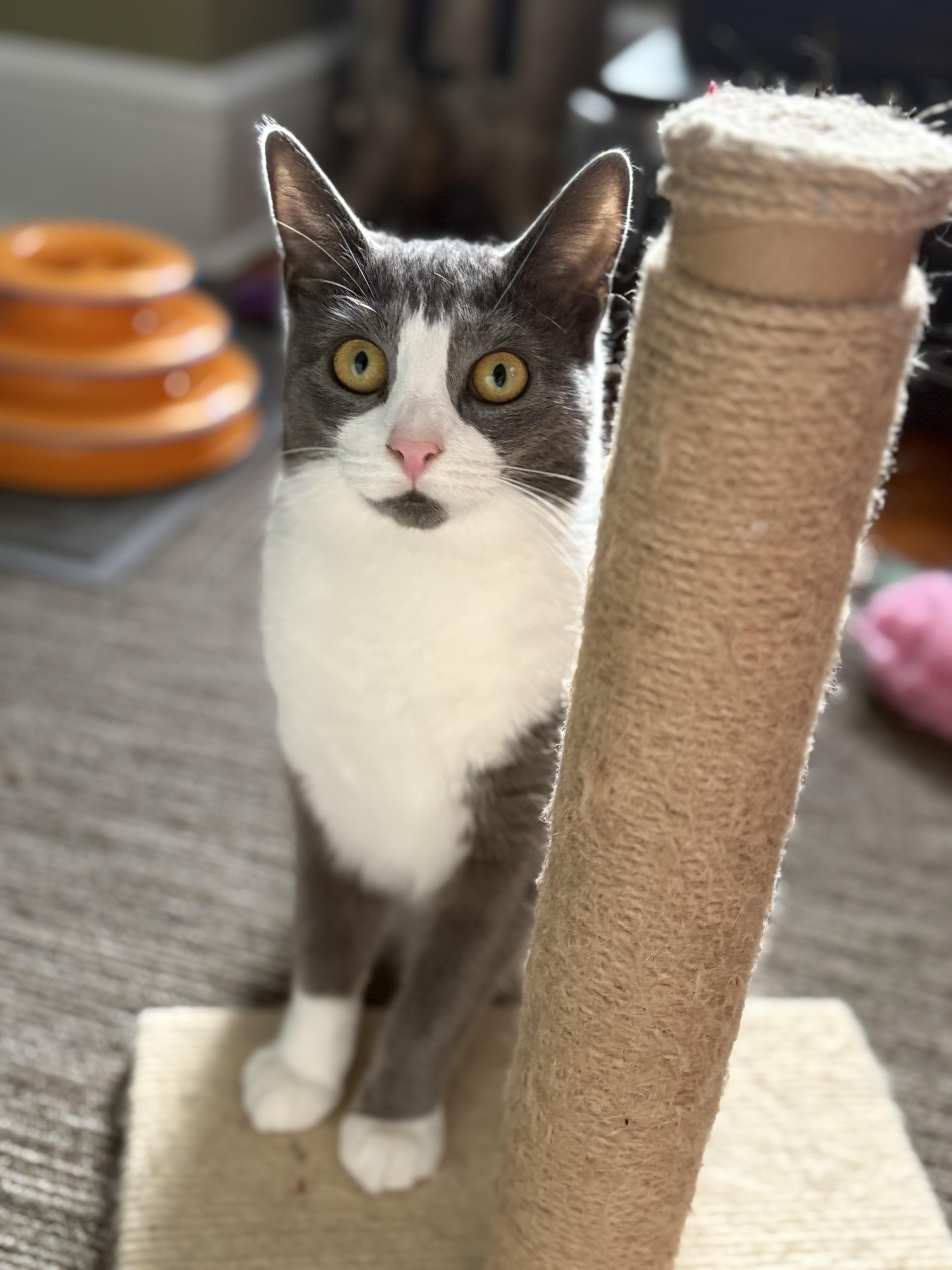 Paqui, a Adoptable Domestic Short Hair in Manchester, CT image 1/6