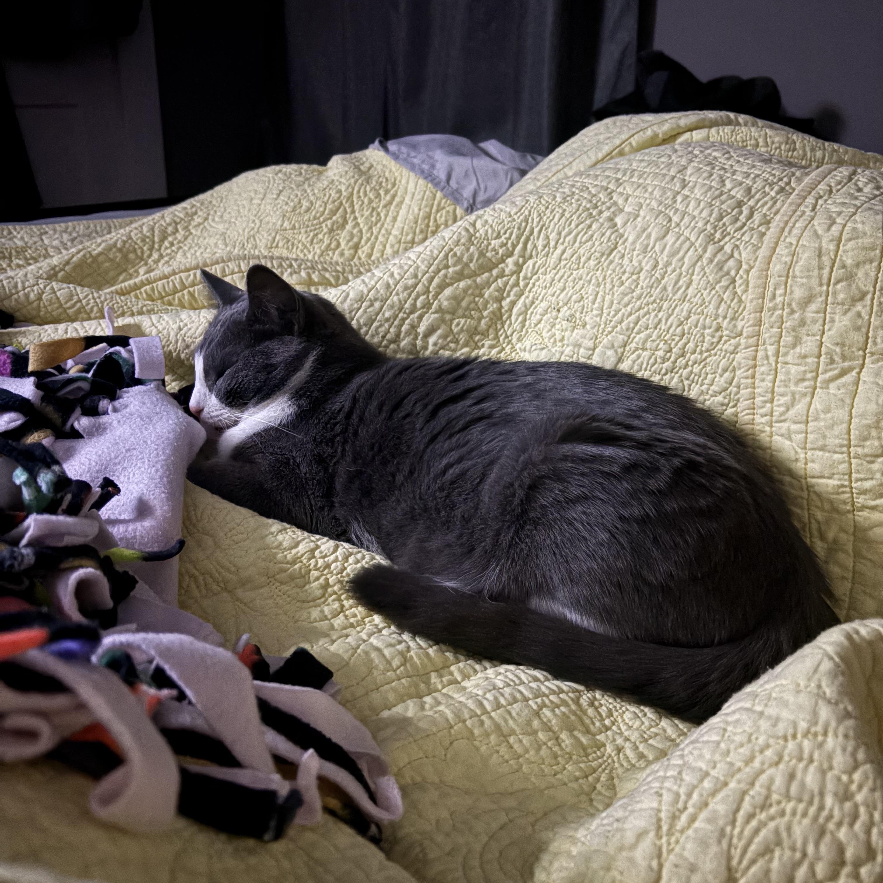 Enlarge Paqui, a Adoptable Domestic Short Hair in Manchester, CT image 6/6